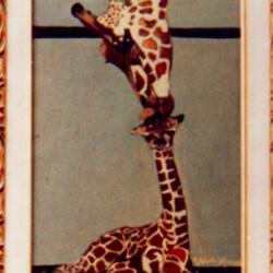 Giraffina nata in cattività al giardino zoologico di Roma - olio su paniforte (produzione propria)